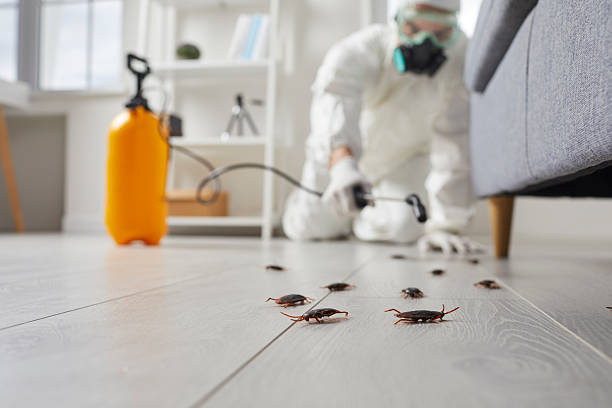 Post-Treatment Bed Bug Interceptor Monitoring in Beachwood